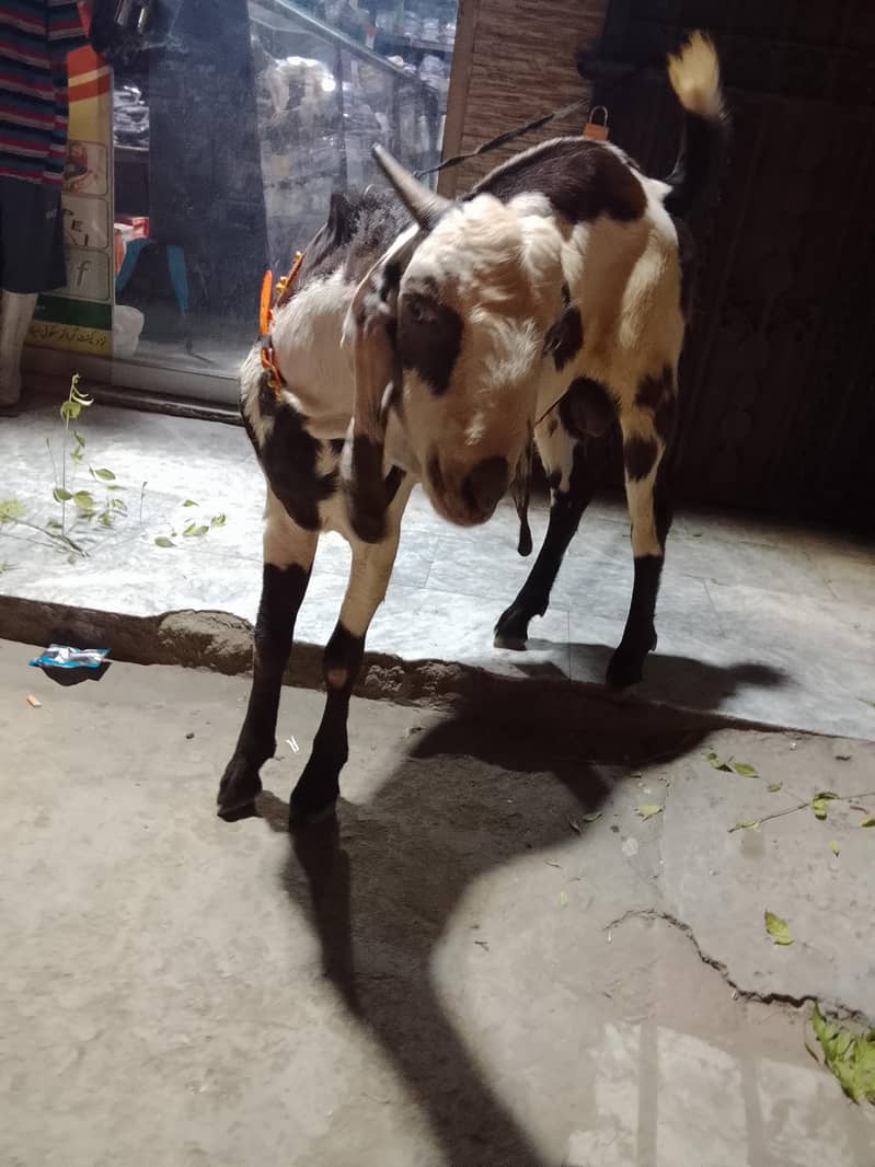 bakra 3
