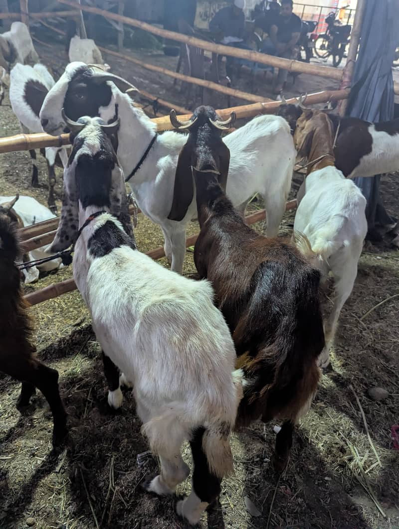 bakra 1
