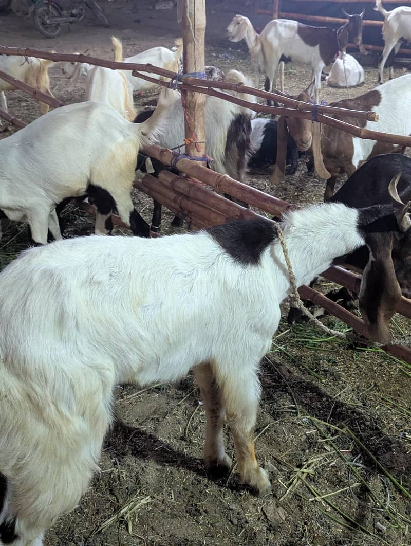 bakra 2
