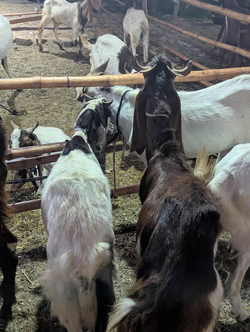 bakra 3