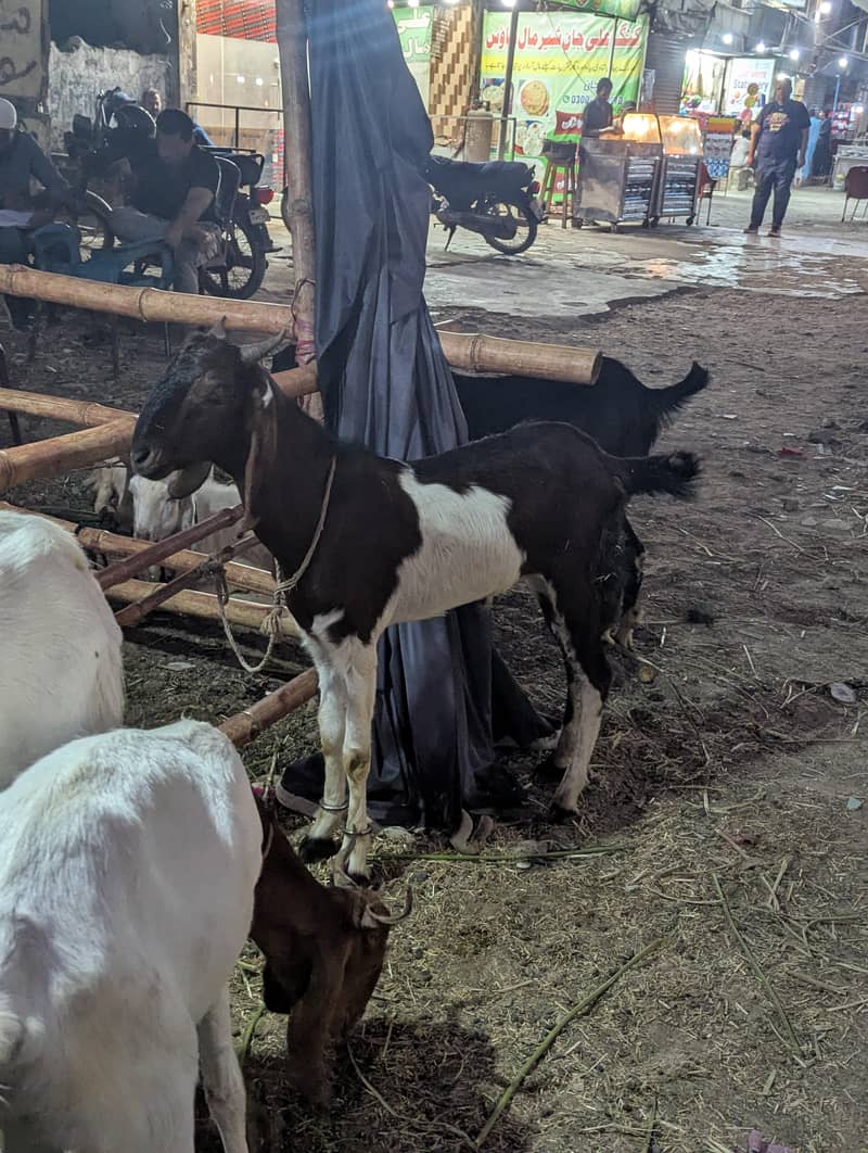bakra 5