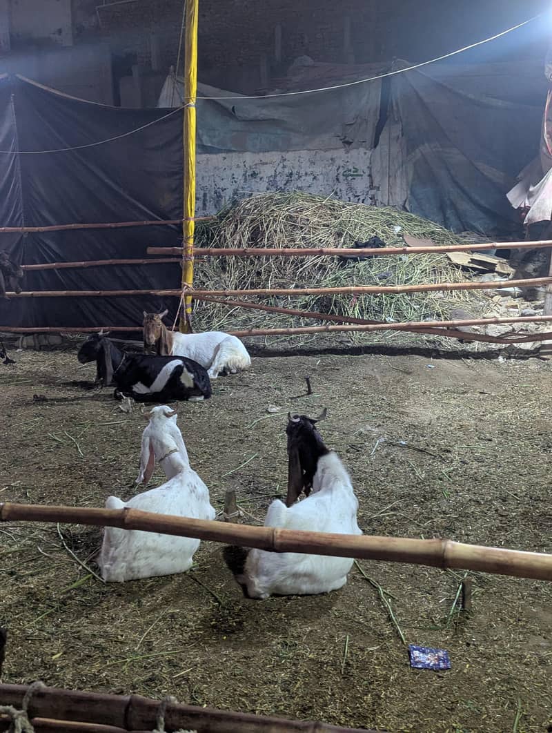 bakra 6