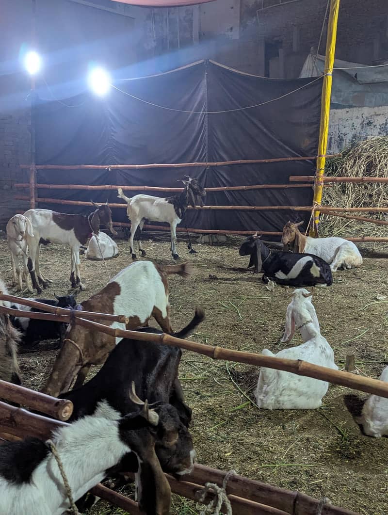 bakra 7