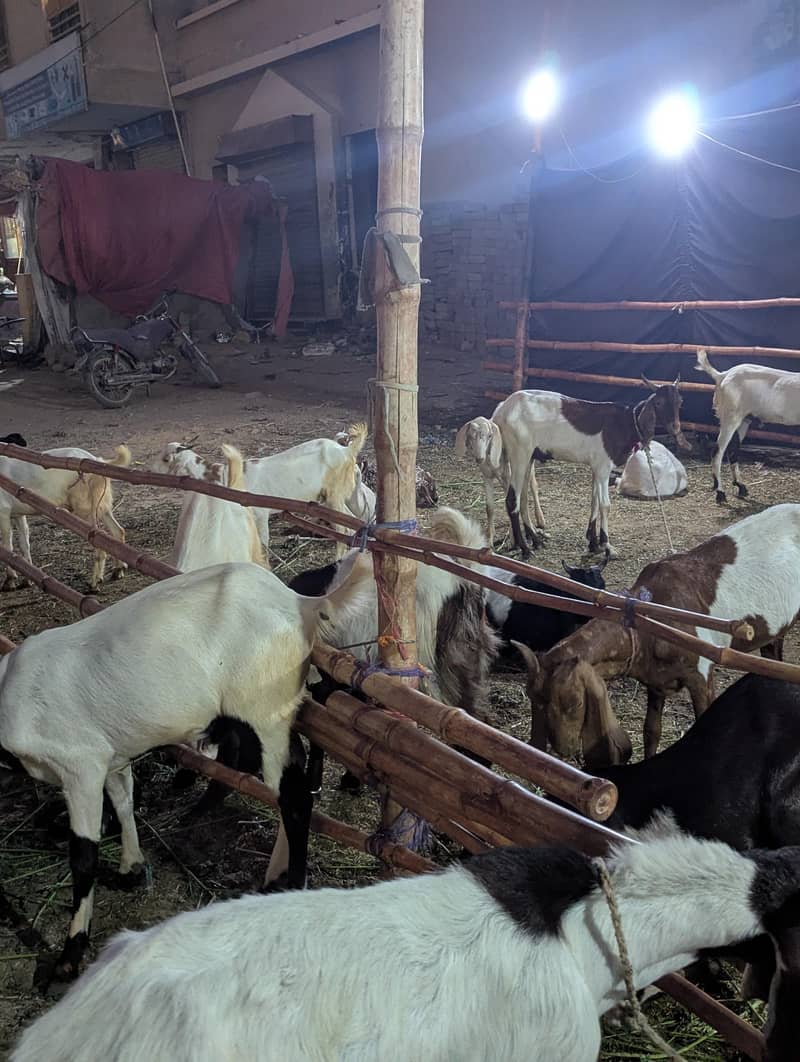 bakra 8