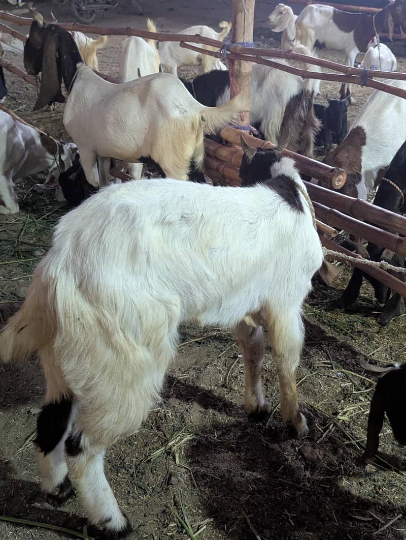 bakra 9