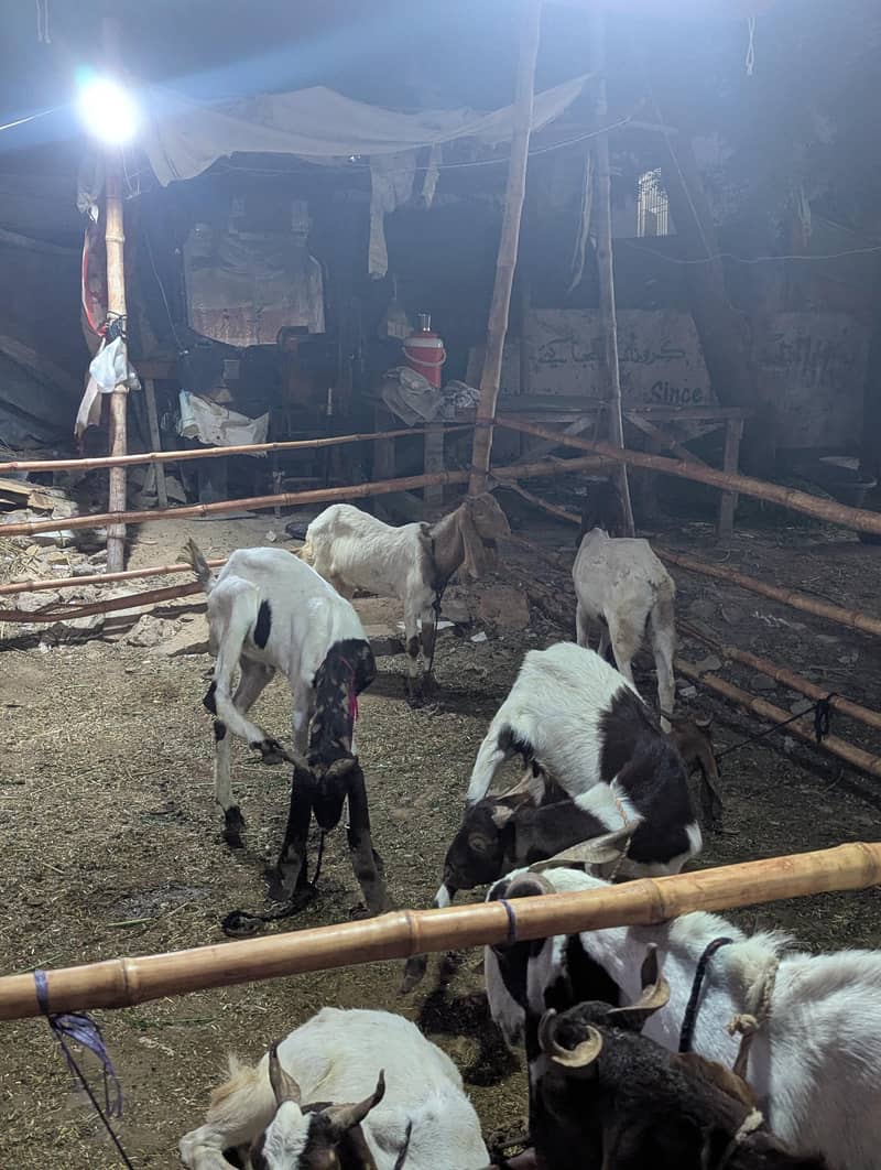 bakra 10