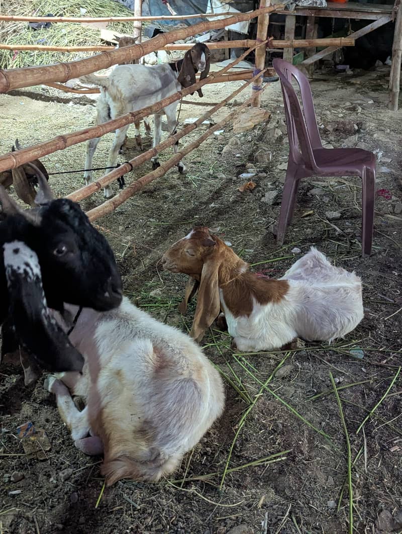bakra 11