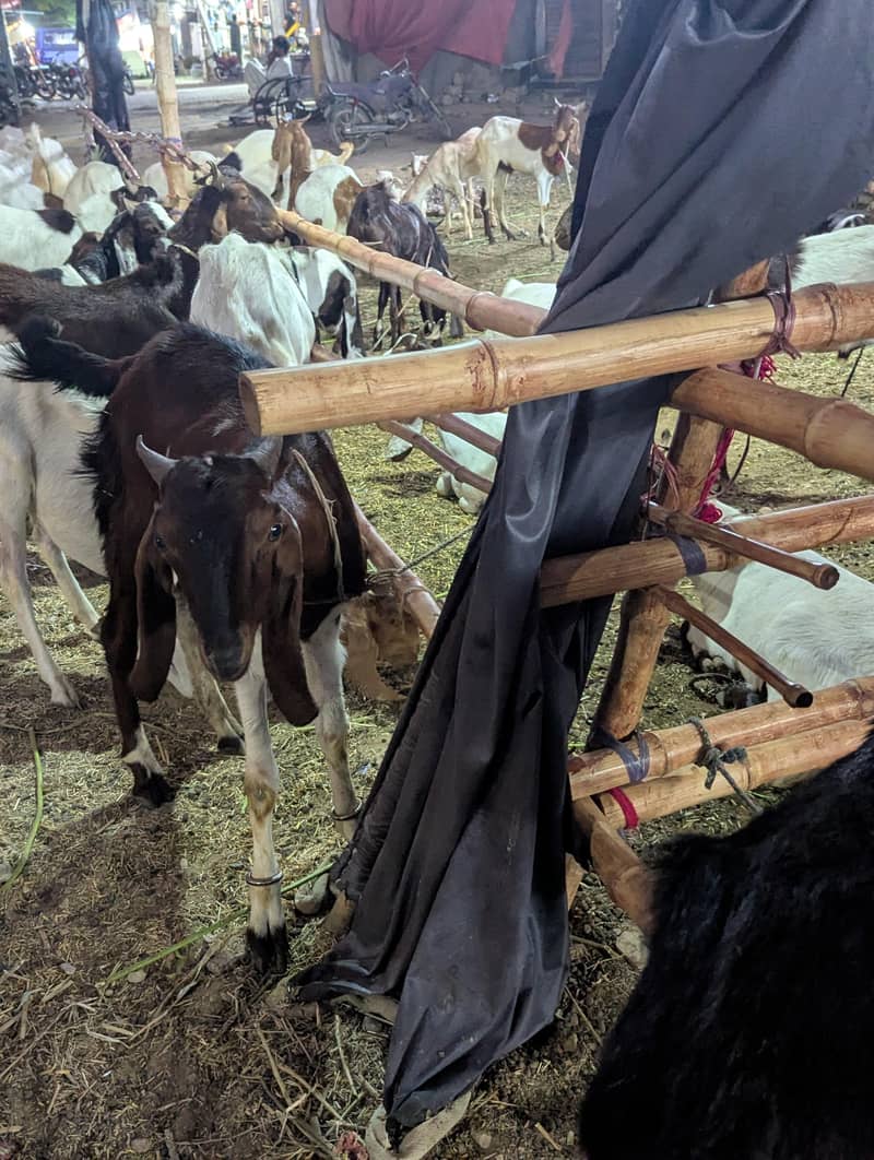 bakra 12