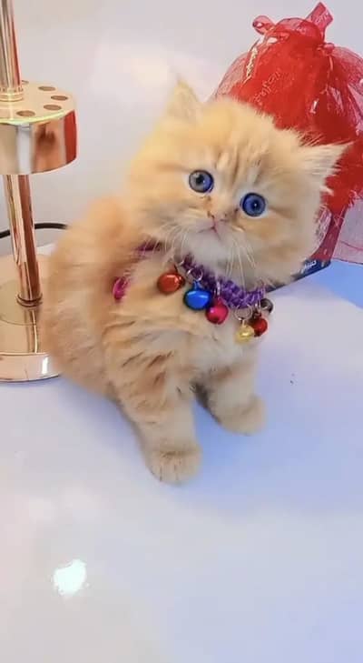 persian cat for sale Sana WatsapppNumber0318-8125-506