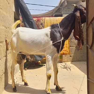 Bakra Male qurbani