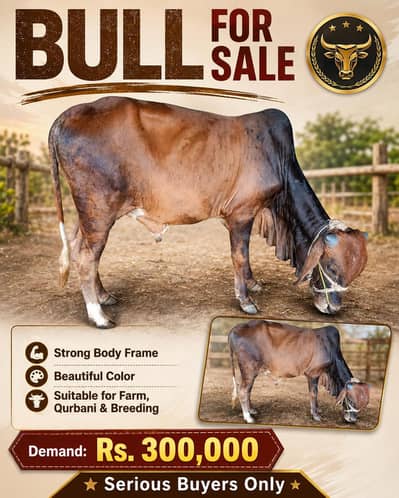 Bachha For Sale - Bull For Sale - Qurbani Ke liye janwar