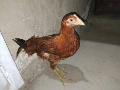 Desi hens