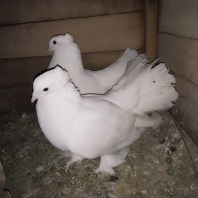 Indain  faintail pigeon for sale
