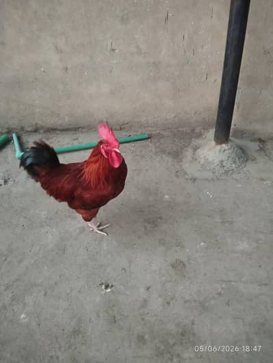 golden misri breeder