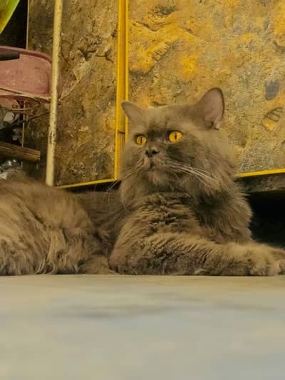PERSIAN CAT