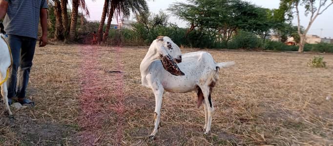 Bakra and Bakri with two kids For sale in bhawalpur. .
