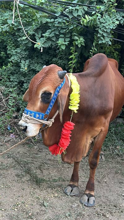 Qurbani ka janwer for sale