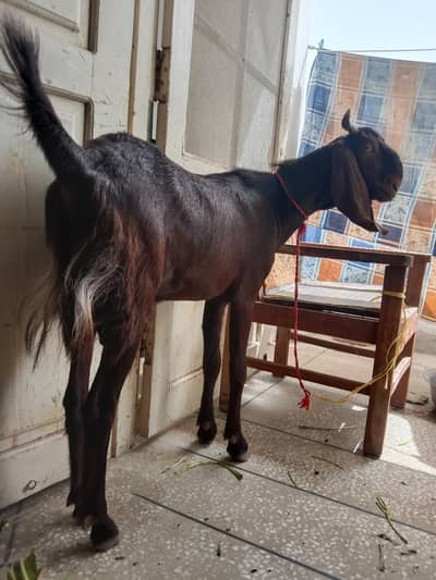 Khubsurt Bakra 2 Dant