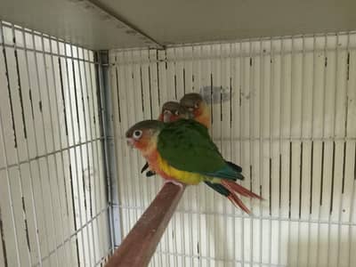 hand tamed conure