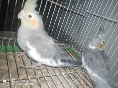 cockatiel