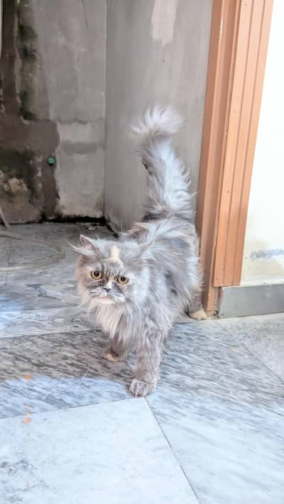 gray color full beautiful and tamed