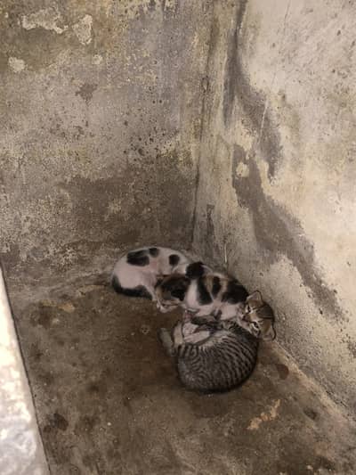 Cat Babay one month Pakistani available for sale
