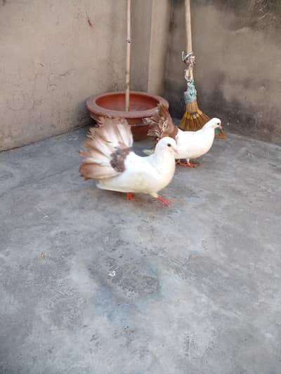 top quality red tail pigeons whatsp 03218803012