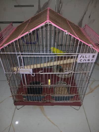 Breeding pair of Parrots