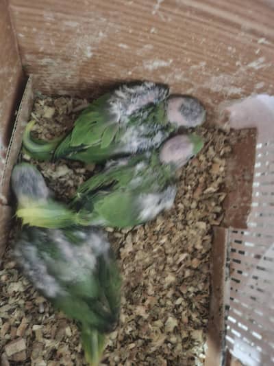 2 babies for sale. . .
