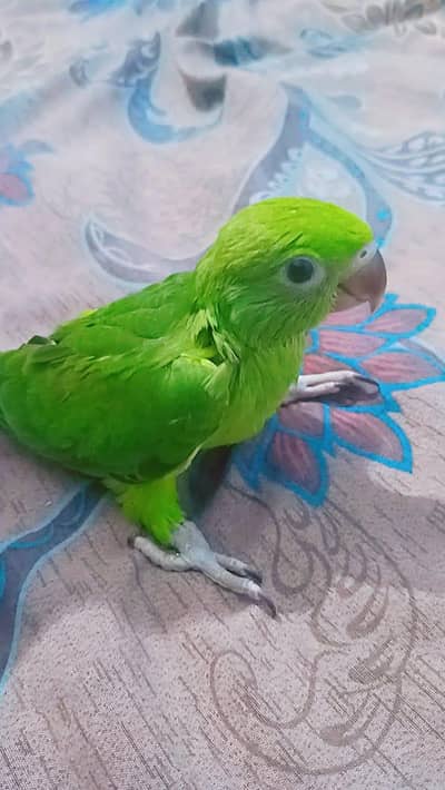 Talking Parrot  بولنے والے طوطے کے بچے  ka 1 hai