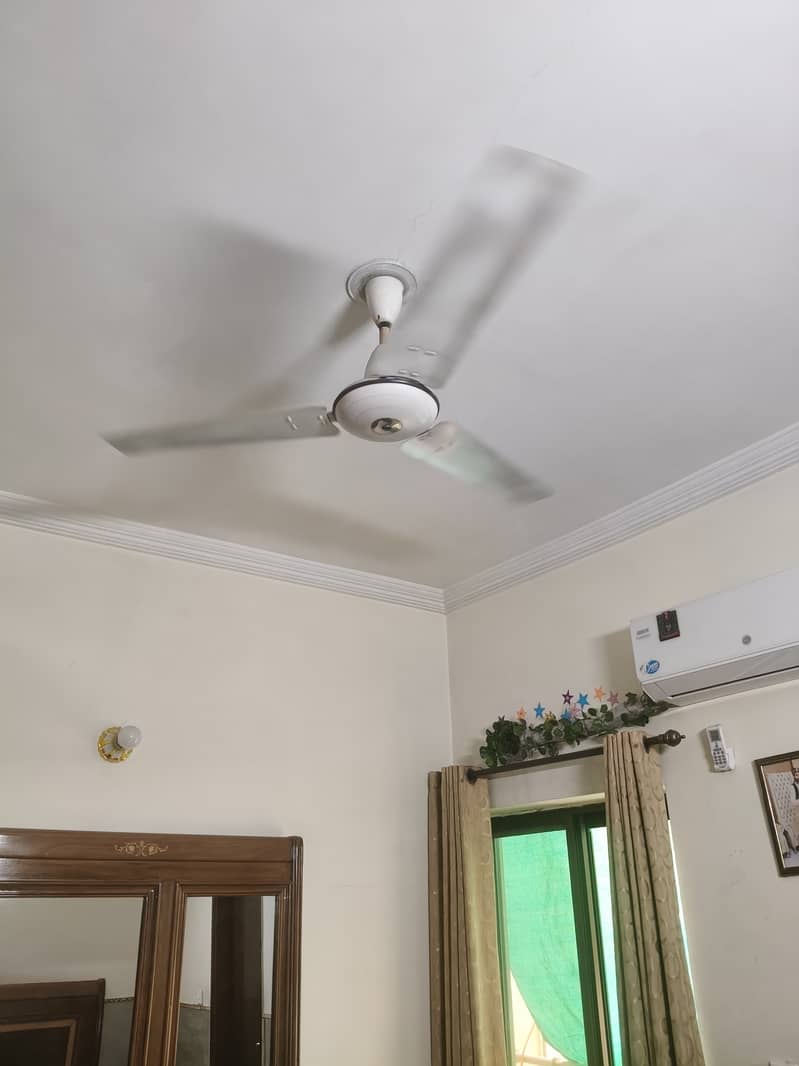 Royal fan 1