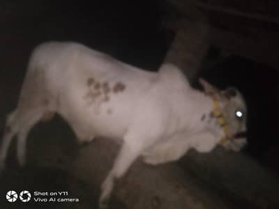 bachra for sale