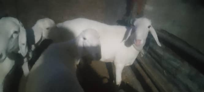 sheeps for sale for Eid UL adha in good rates