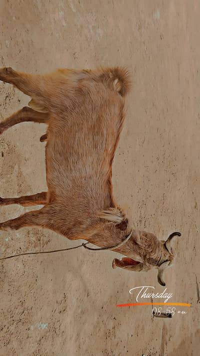 bakra