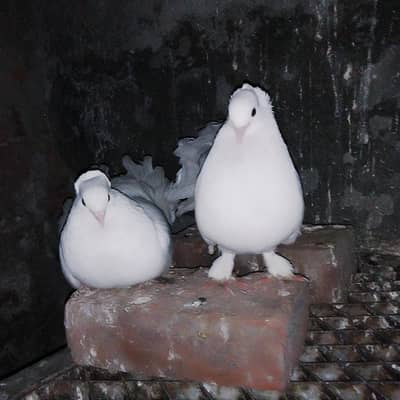Indain  faintail pigeon for sale