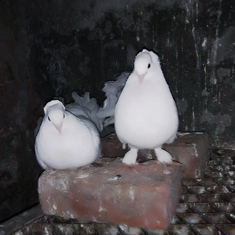 Indain  faintail pigeon for sale — photo 2