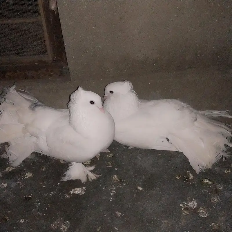 Indain  faintail pigeon for sale — photo 3