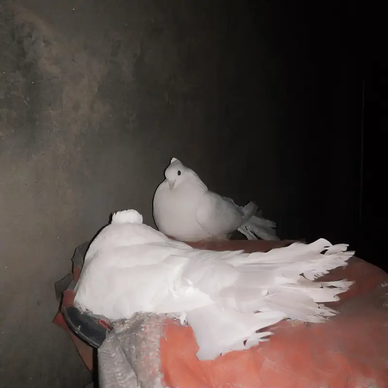 Indain  faintail pigeon for sale — photo 4