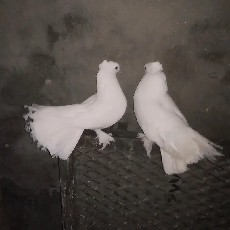 Indain  faintail pigeon for sale — photo 5