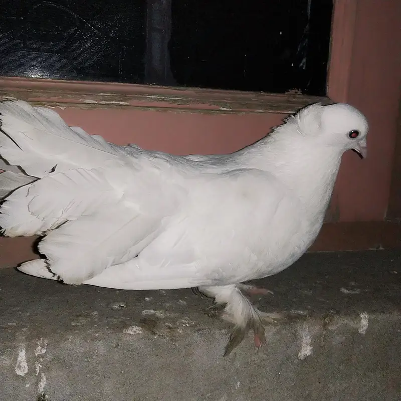 Indain  faintail pigeon for sale — photo 6