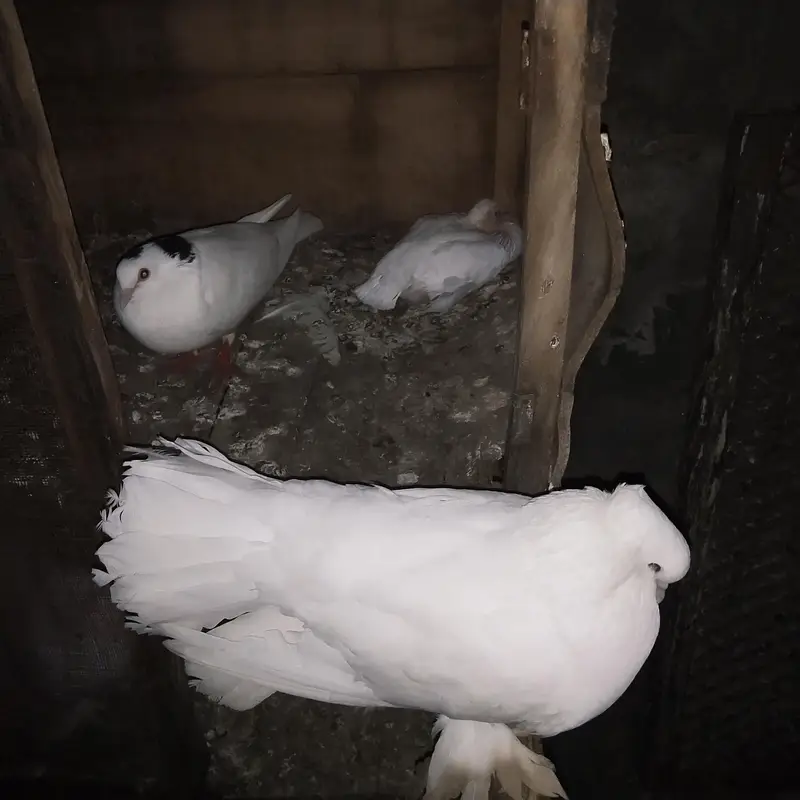 Indain  faintail pigeon for sale — photo 7