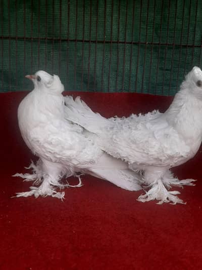 frill pigeons