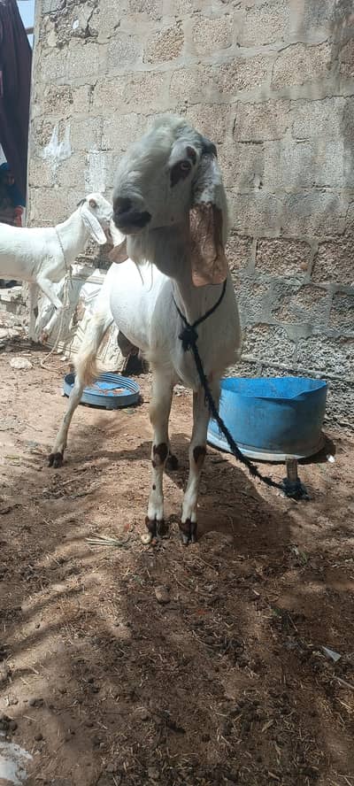 bakra