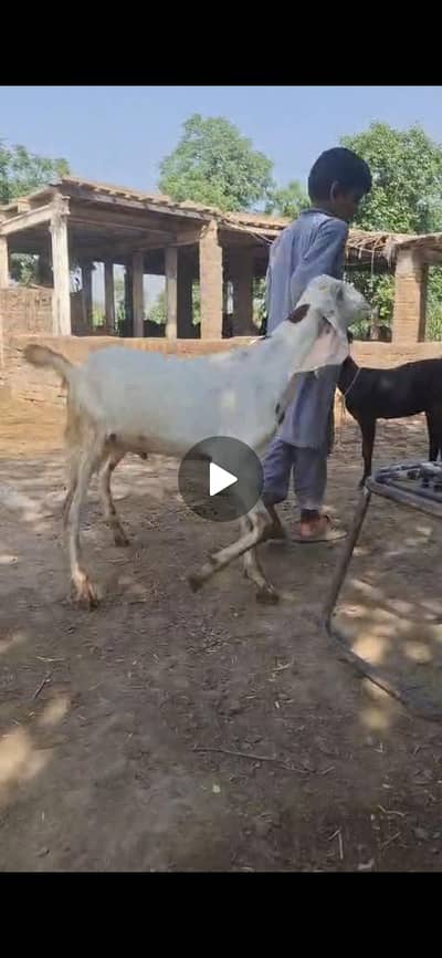 qurbani