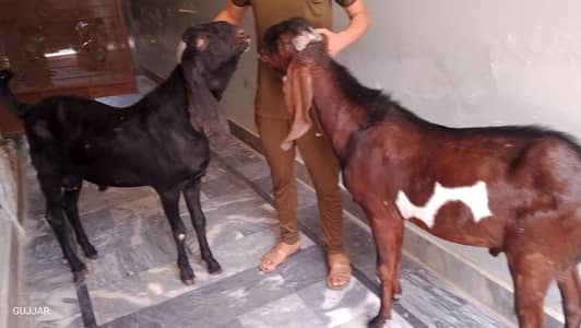 bakre for sale