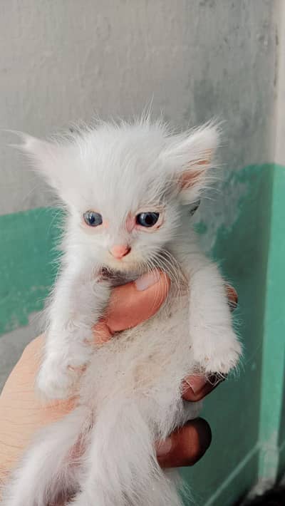 2 Persian kittens triple coated