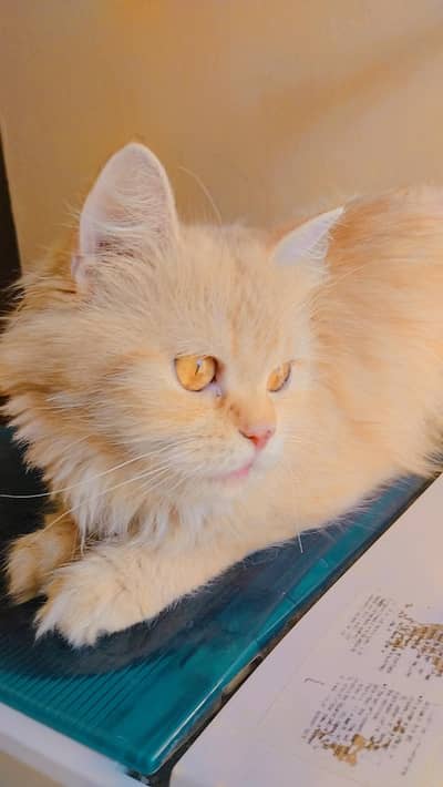 Female cat for sale