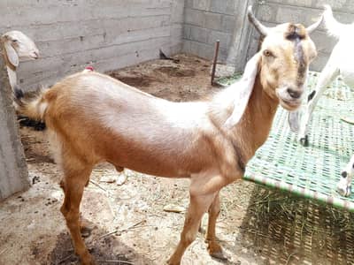 Goat (Bakra) for Sale