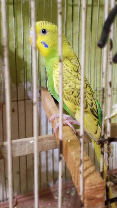 Australian Parrot