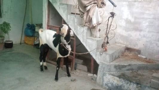bakra for sell